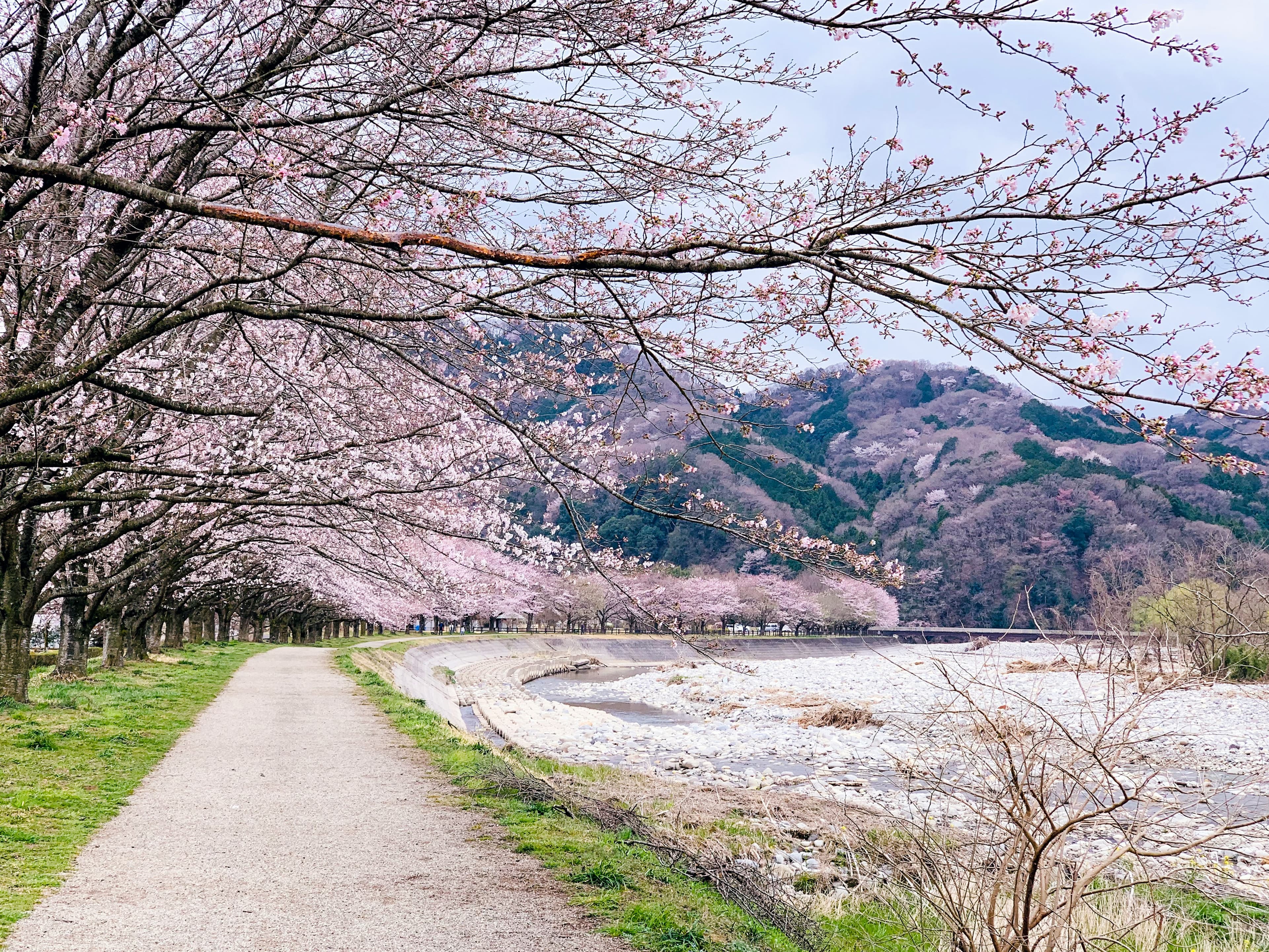 Cherry blossom path in Japan