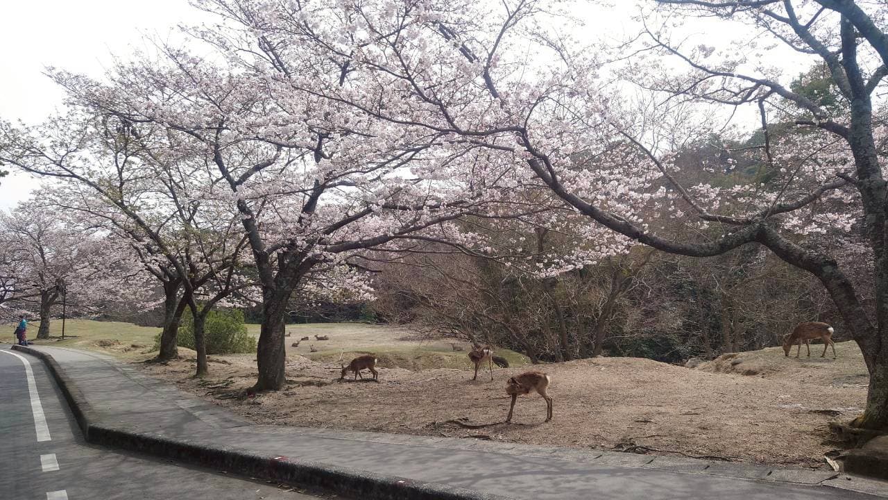 Miyajima Marathon 2026